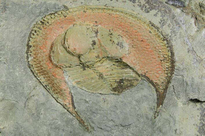 Trinucleid Trilobite (Declivolithus) - Mecissi, Morocco #353393